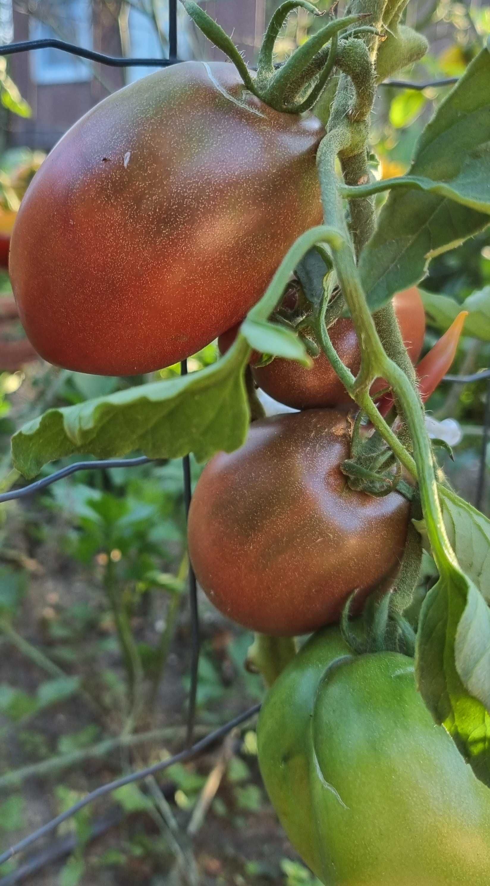 pomidor Purple Russian Plum nasiona kolekcjonerskie