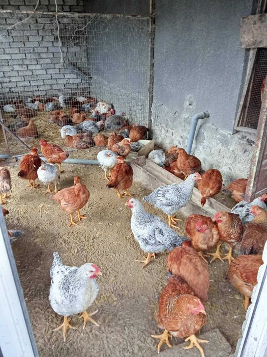 Молоді кури Іспанка. Триколор. Масстер Грей.