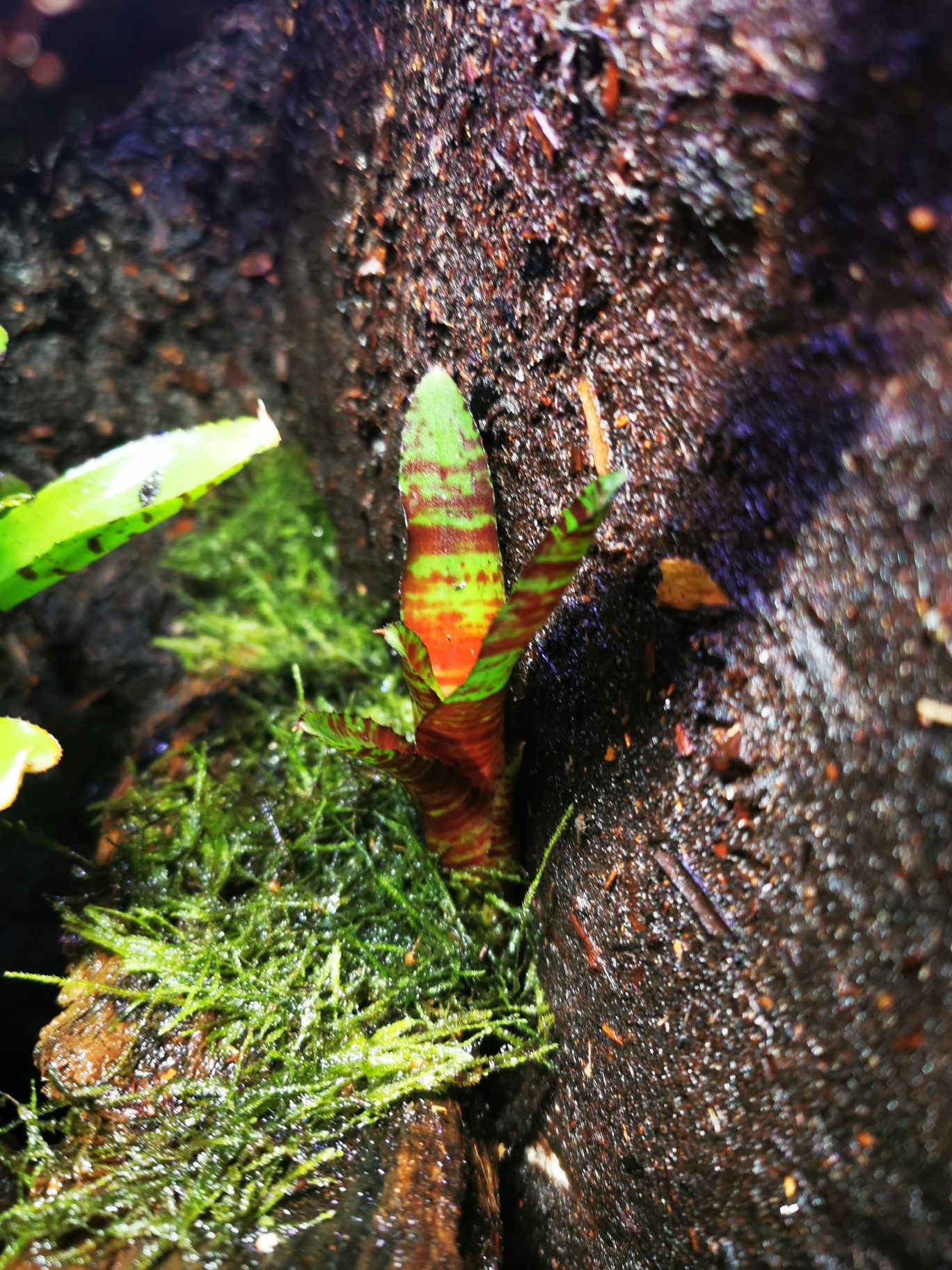 Rośliny do Terrarium Vivarium Paludarium