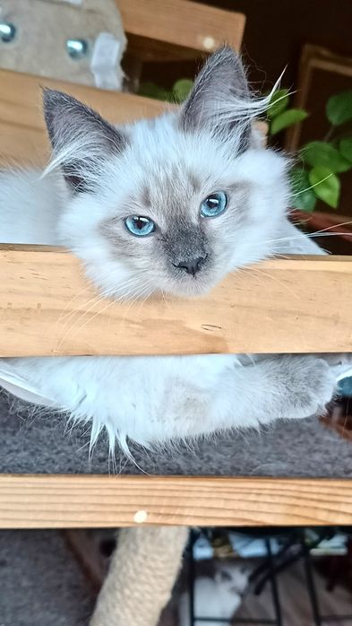 Piękna kotka Neva Masguerade