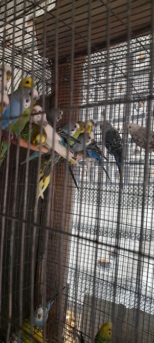 Periquitos varias cores