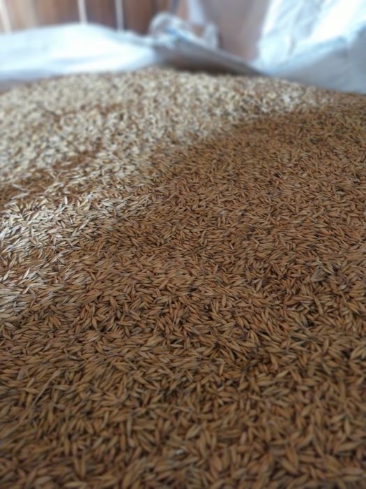 Owies jary tegoroczny