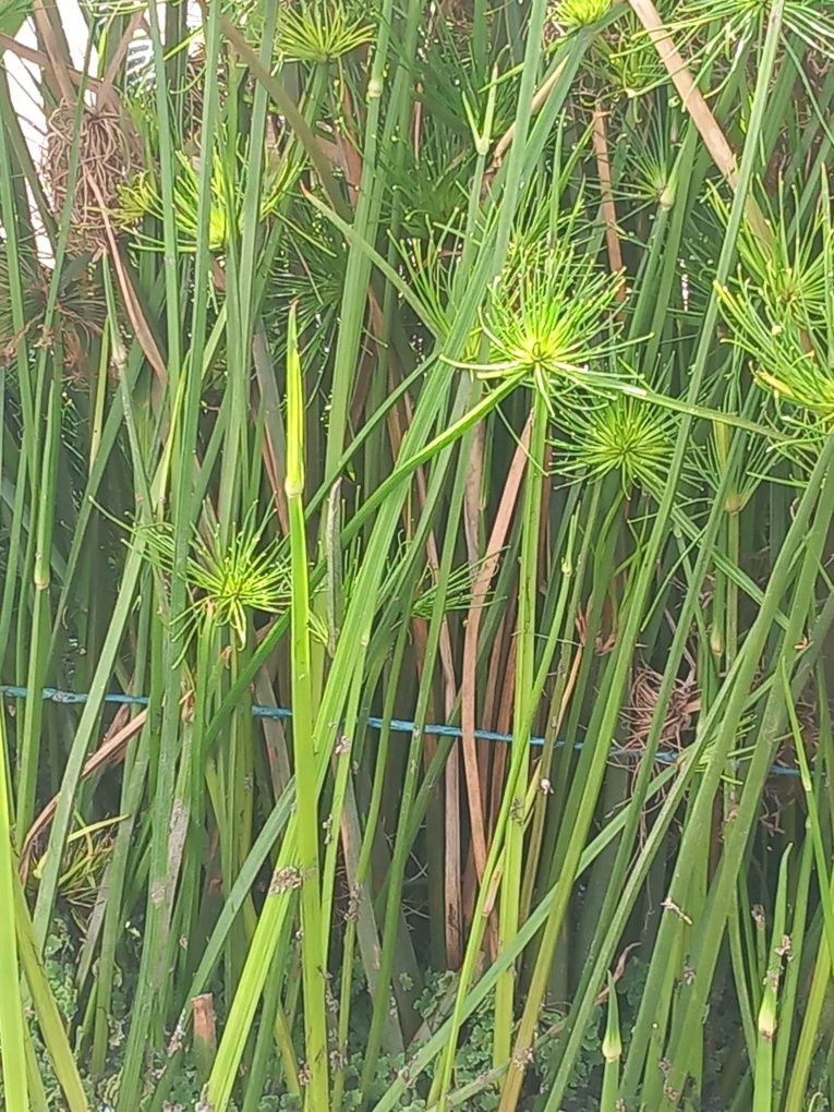 Plantas para lagos
