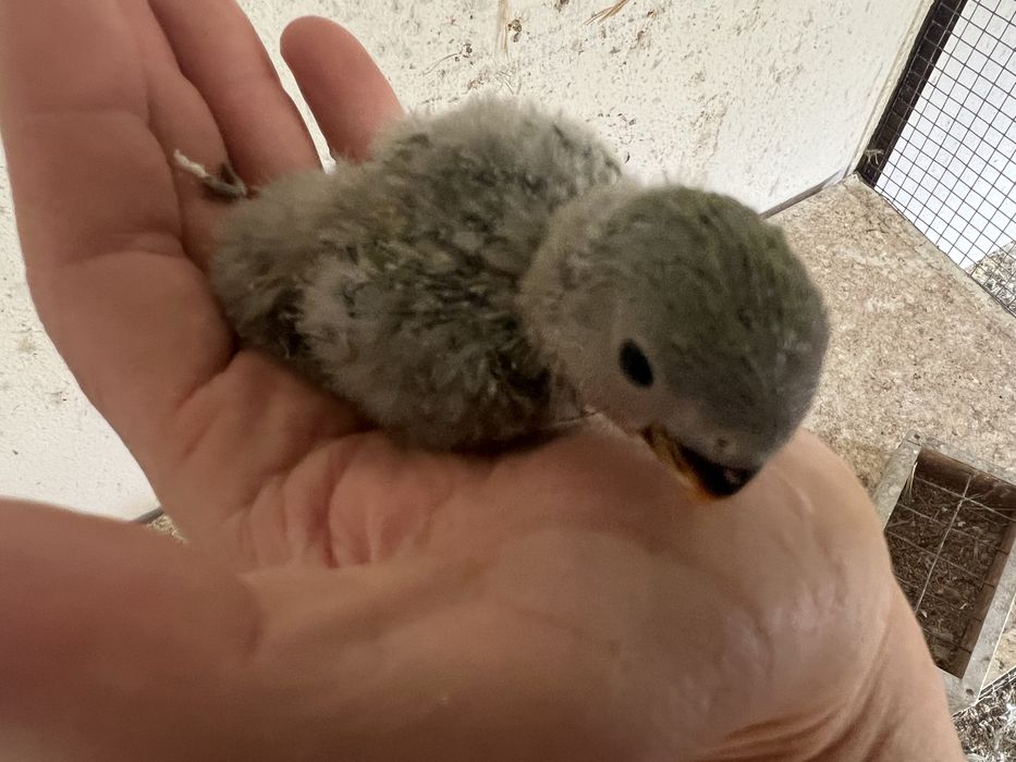 AGAPORNIS ROSEICOLLIS BEBÉS