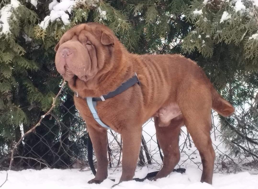 Shar pei suczka Fuksja