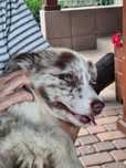 Piesek Border Collie Red Merle