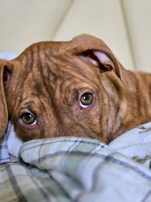 Щенки американского питбультерьера.