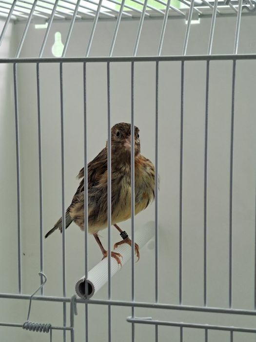 Canários Fife Fancy