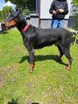 Doberman suczka czarno-brązowa