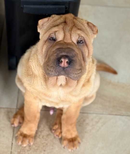 Hodowla rasy shar pei Red Folds przedstawia szczeniaków ur. 22.06.2025