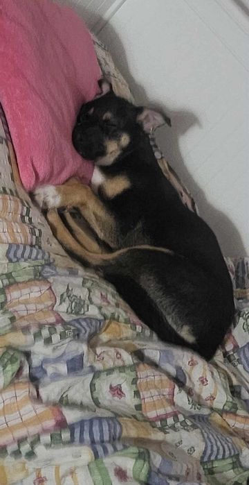 Poszukiwana 4-miesieczna suczka