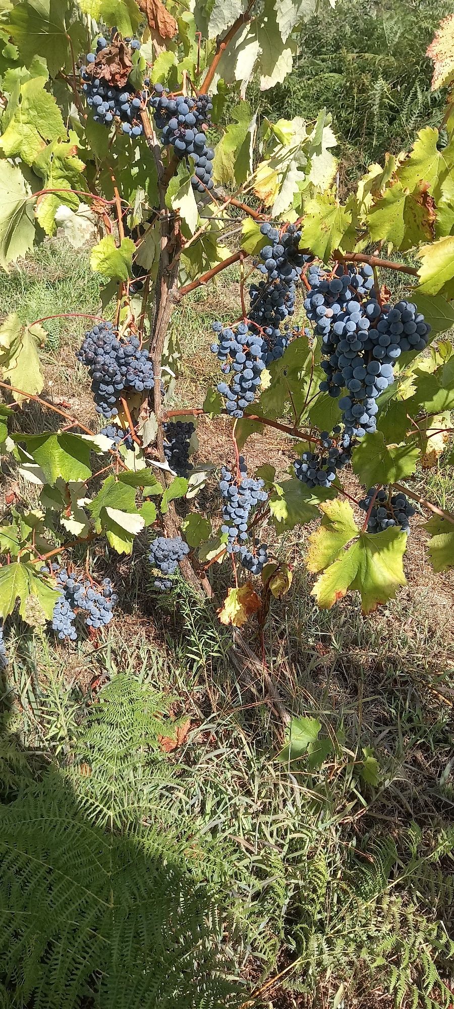 Uvas para venda de boa qualidade