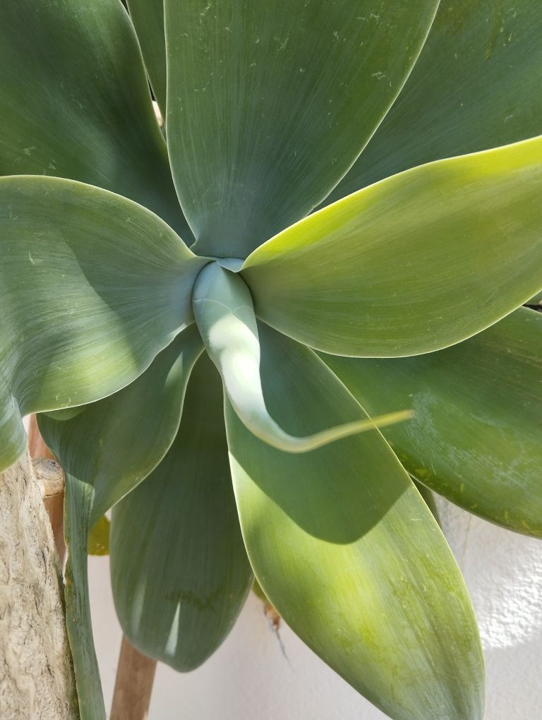 Agaves attenuata de vários tamanhos