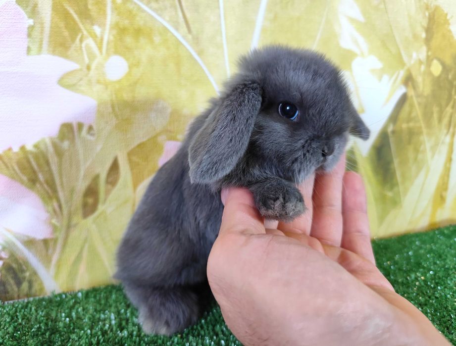 PIĘKNY Mini Lop niebieski bluey miniaturka baranek karzełek