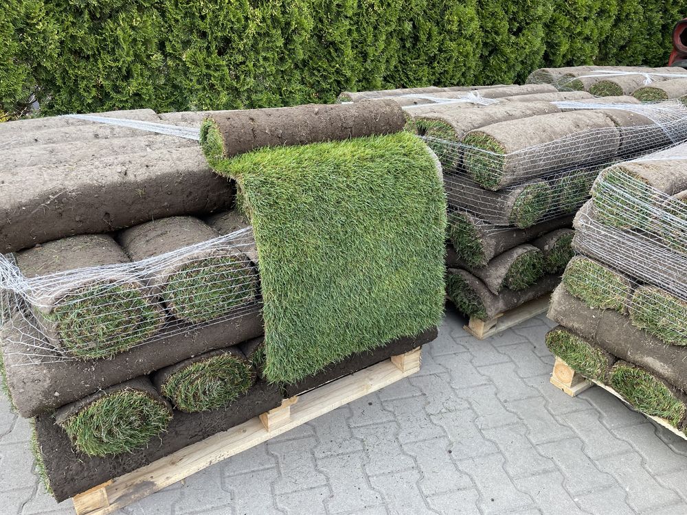 Trawnik z rolki PLANTACJA POZNAŃ / trawa w rolce/ trawa/ plantacja