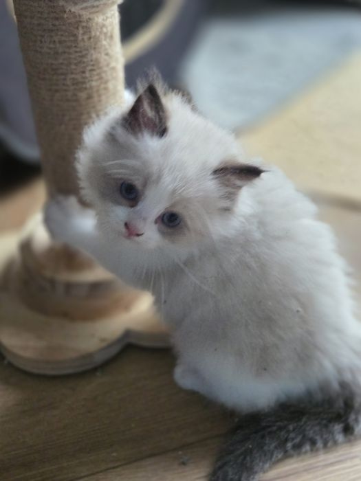 Kotka RAGDOLL z rodowodem FPL