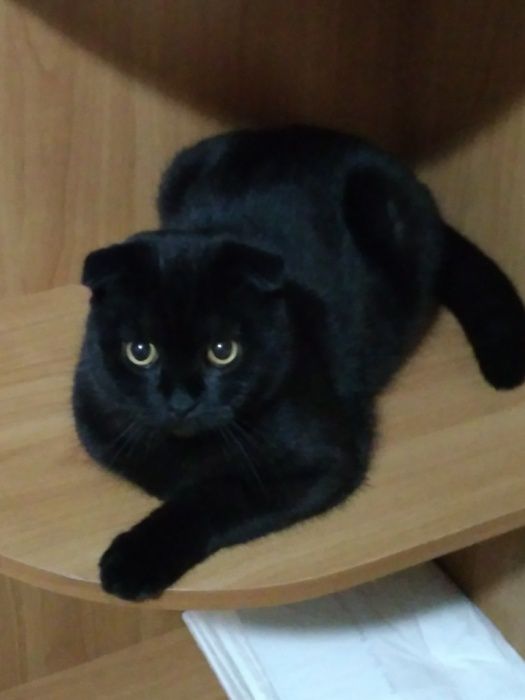 В'язка димчатий чорний