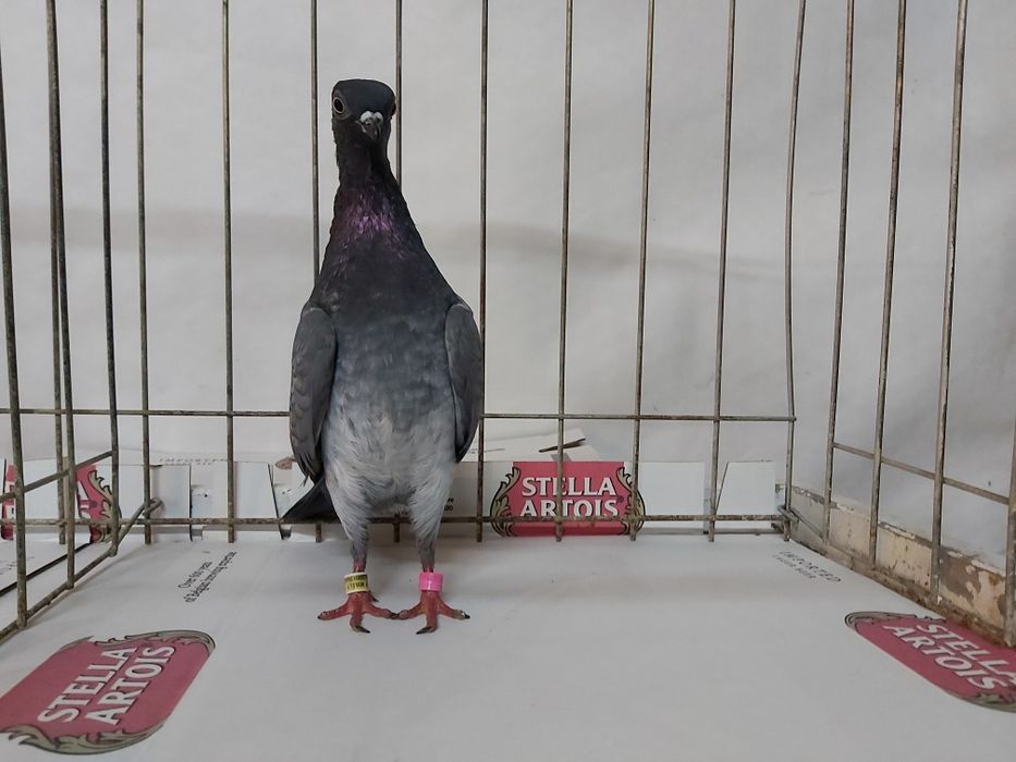 Gołębie Deresz Deresze