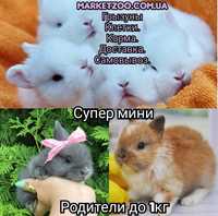 Мини mini lop міні кролики карликовые вислоухий баранчик вислоухий