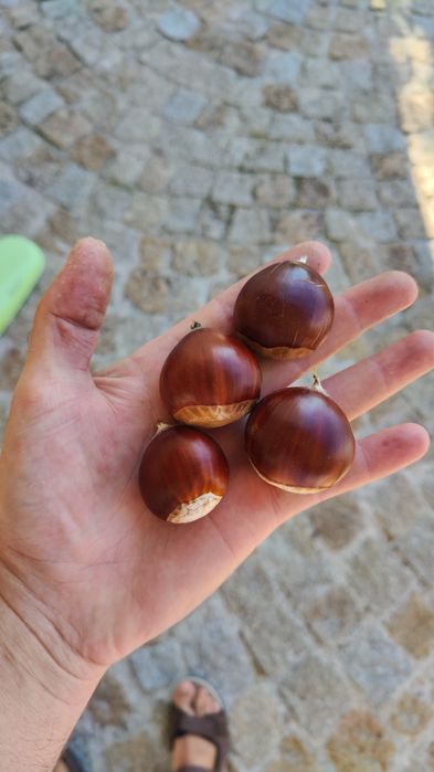 Castanhas de Viseu