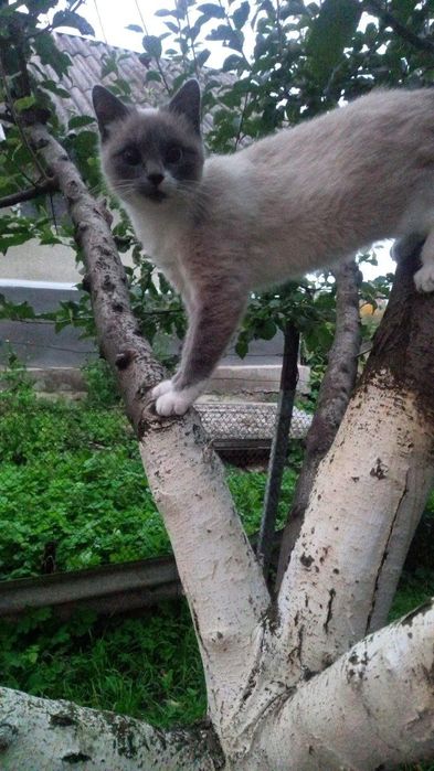 Зникла Сіамська кішечка