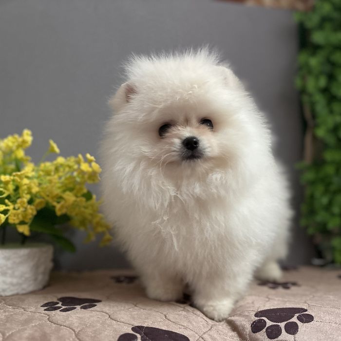 ляльковий Ведмедик хлопчик.