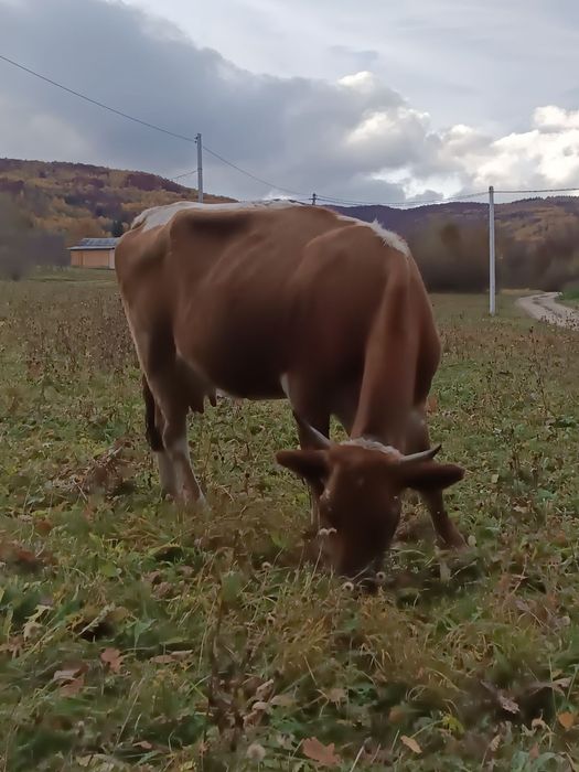 Продам добру корову