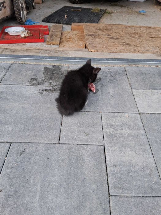 Oddam 4 młode koty w dobre ręce