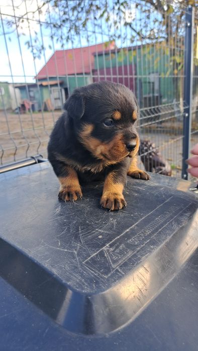 Suczka Rottweiler