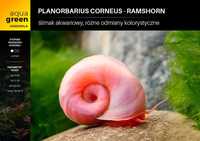 Ślimak Planorbarius Corneus - Ramshorn