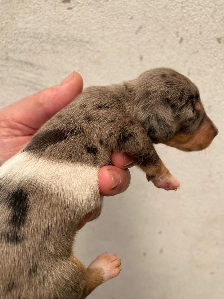 Teckel miniatura menino