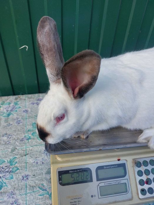 Продам кролів  молодняк