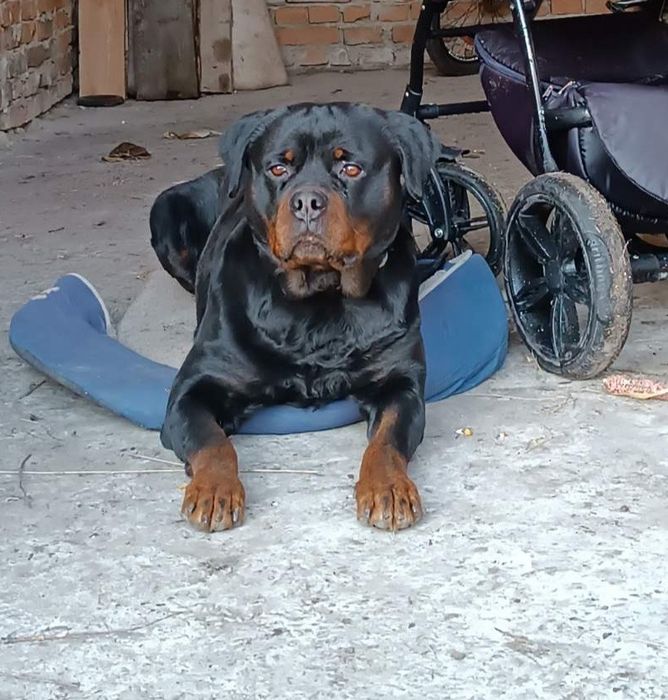 Ротвейлер  в'язка вік 4 роки