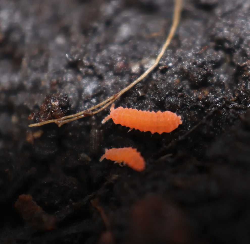 Skoczogonki pomarańczowe - Yuukianura aphoruroides - hodowla