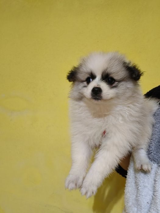 Spitz alemão menina