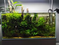 Akwarium 60x30x30