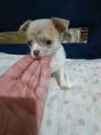 Menino Chihuahua da cor Isabela Pied