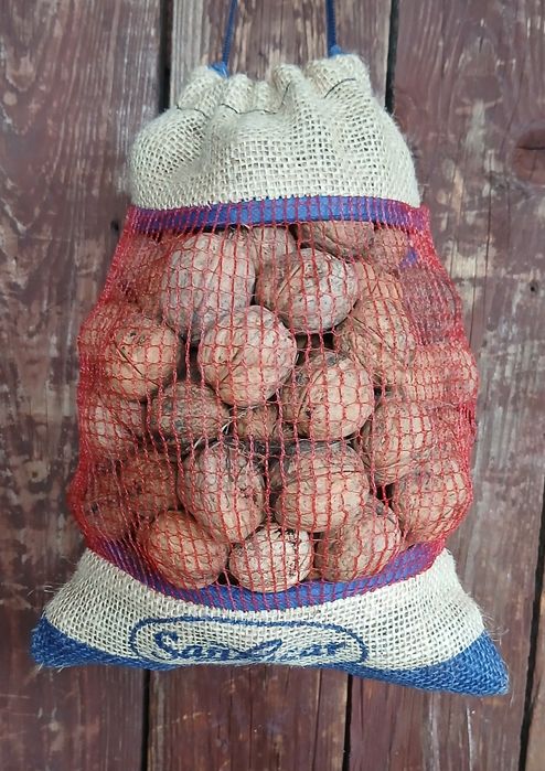 Orzechy włoskie z tego roku