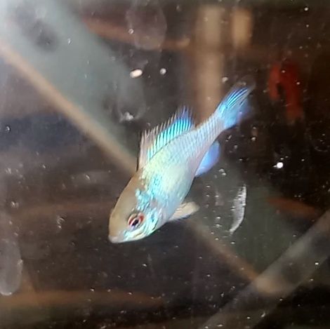 Apistogramma Ramireza Blue electric