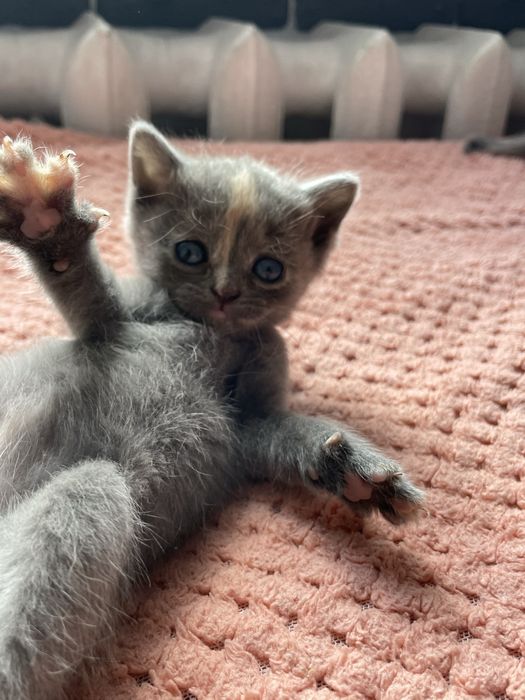 Кошенята шукають собі дім. Маленькі клубочки щастя