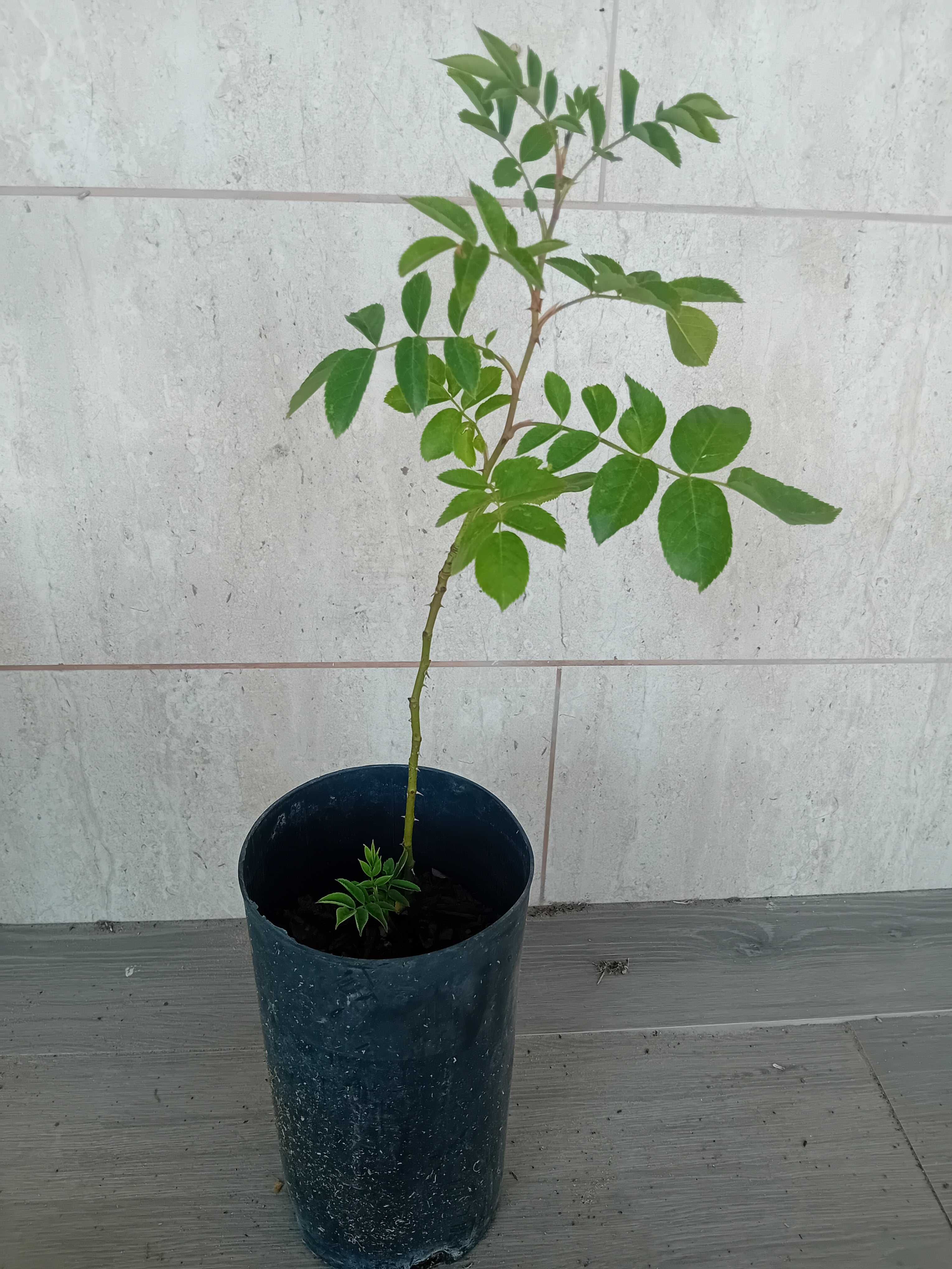 Roseira trepadeira branca