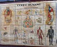 Cartaz escolar antigo do corpo humano