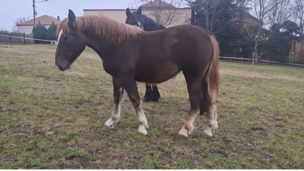 Źróbka zimnokrwista