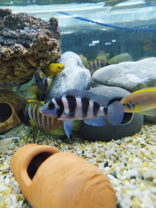 Neolamprologus Tretocephalus pieciopregi tanganika
