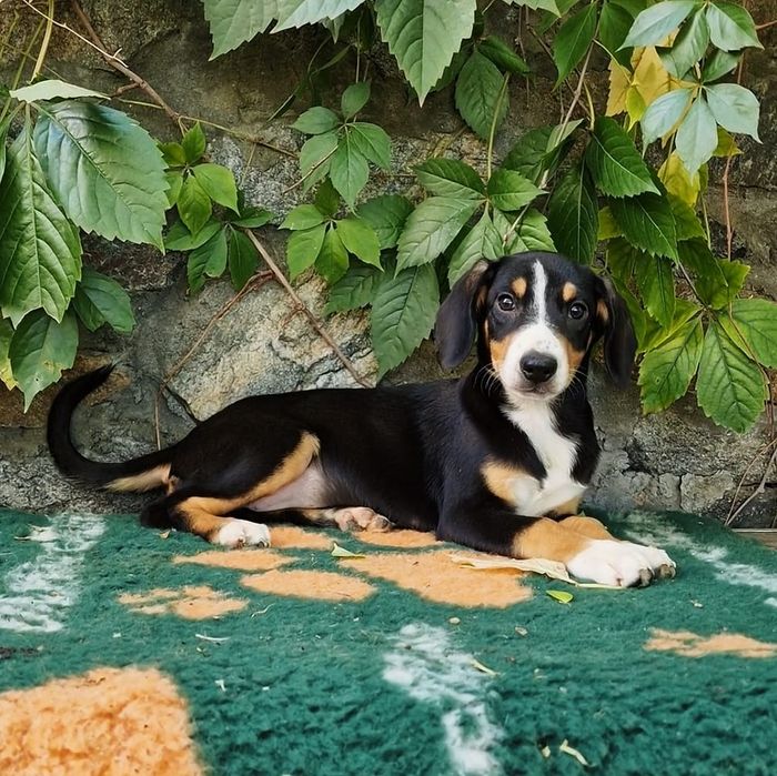 Продається цуценя сука породи Ентлебухер!