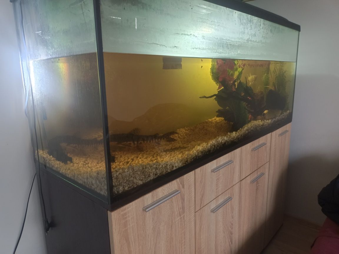 Akwarium 450l z życiem regał w komplecie stan bdb