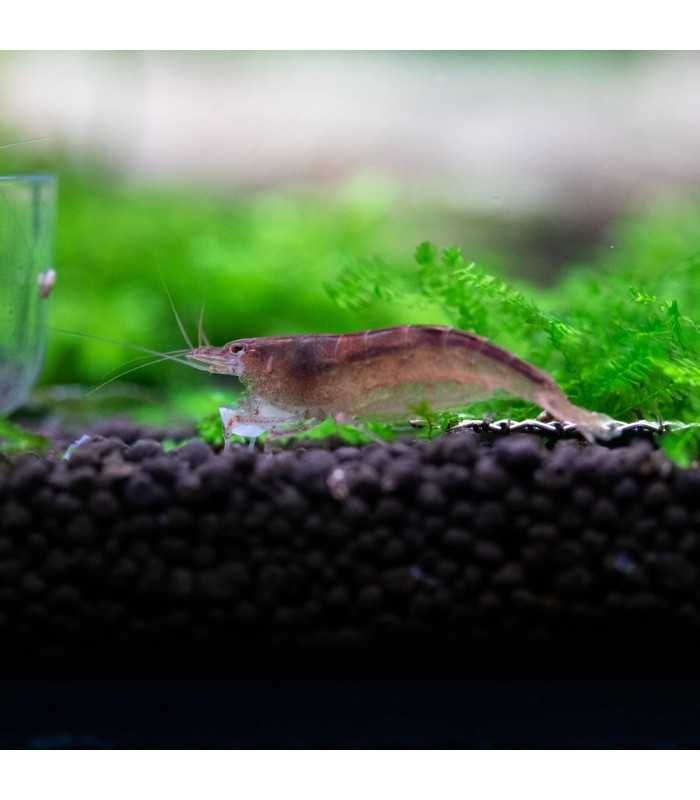 Caridina typus - Camarão Amano Australiano