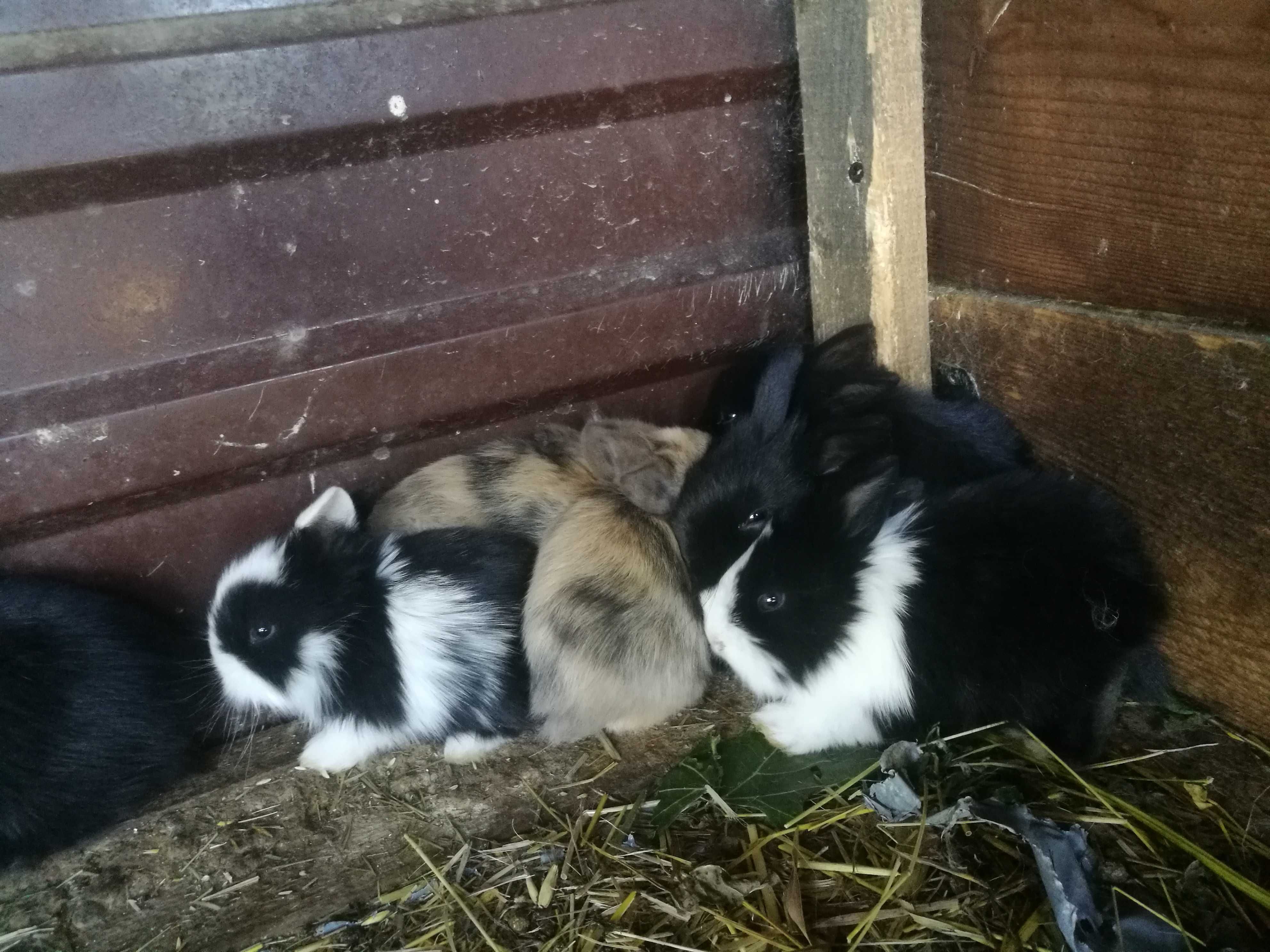 króliki miniaturki mini lop