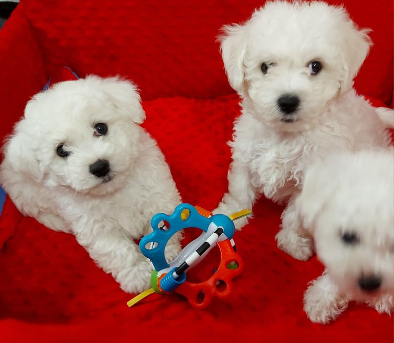 Bichon frise prześliczny piesek z rodowodem gotowy do odbioru