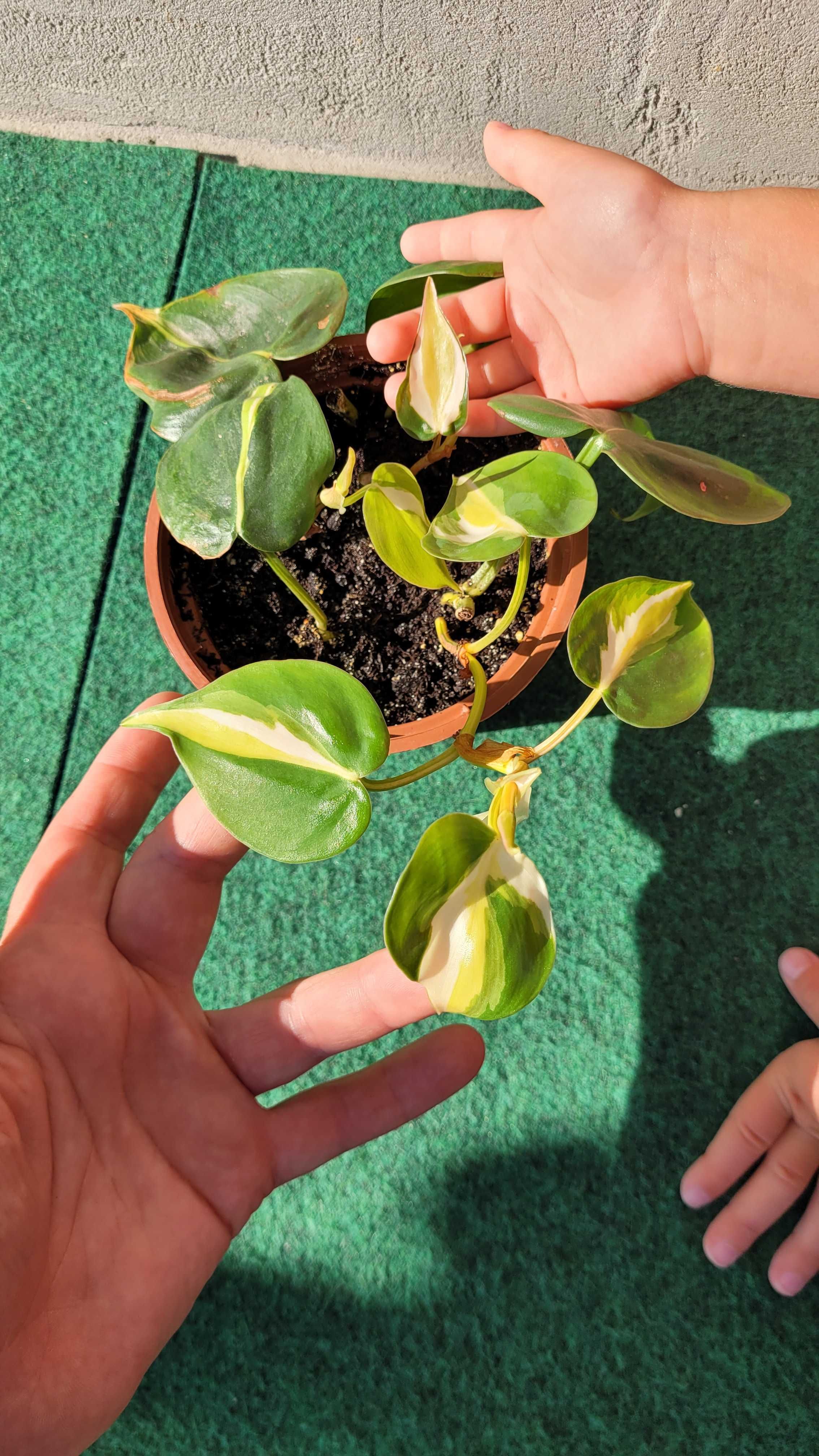 Philodendron Cream Splash
